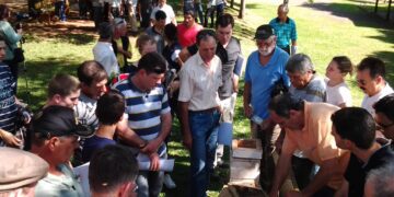 Emater/RS-Ascar de Lajeado vai expor abelhas sem ferrão na Expovale 2018