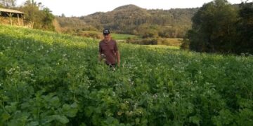 Produtores de Colinas adotam a adubação verde como prática agrícola