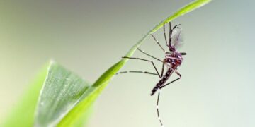 Campanha contra mosquito é intensificada em Forquetinha