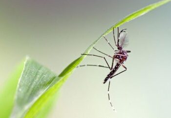 Vigilância Ambiental em Lajeado prioriza ações em bairros com maior infestação de Aedes aegypti