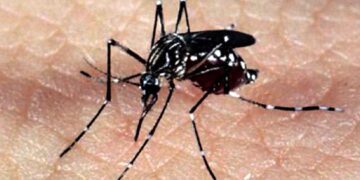 Especialistas alertam para epidemias de Zika e Chikungunya no verão