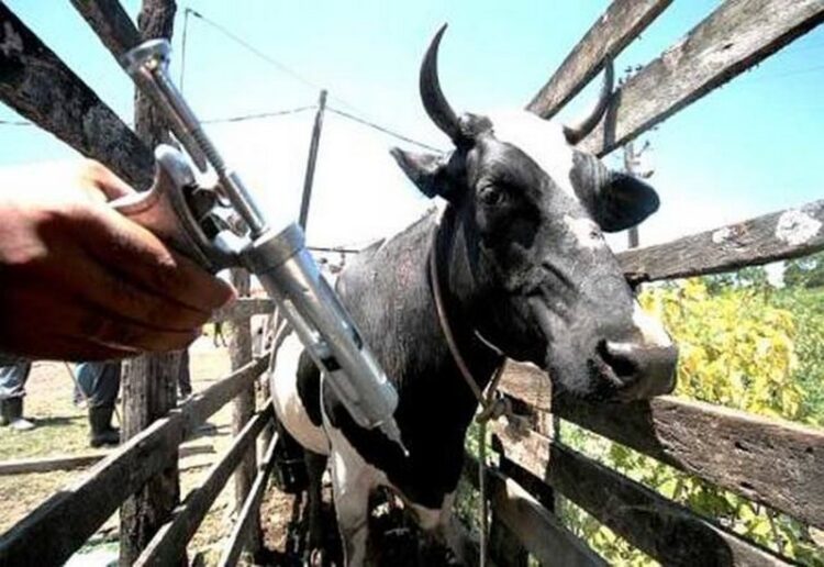 Começa a segunda etapa de vacinação contra a febre aftosa