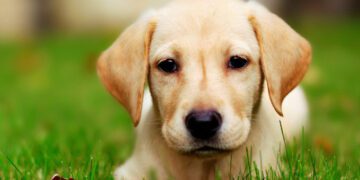 V Feira de Adoção de Animais ocorre dia 06 de agosto