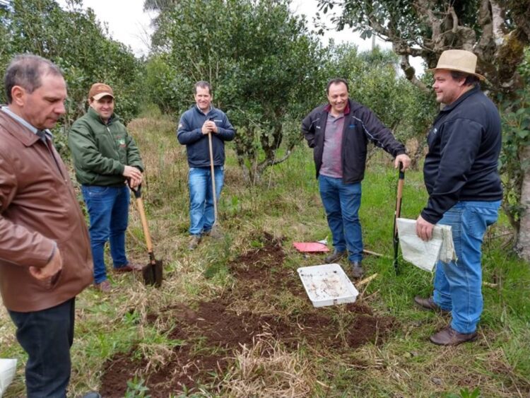 Unidade de observação em Arborização de Erva-Mate é instalada em Ilópolis