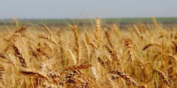 Brasil é capaz de produzir além de sua demanda doméstica de trigo