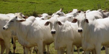 Levantamento de talões de produtor e recadastramento de animais iniciam na próxima segunda-feira