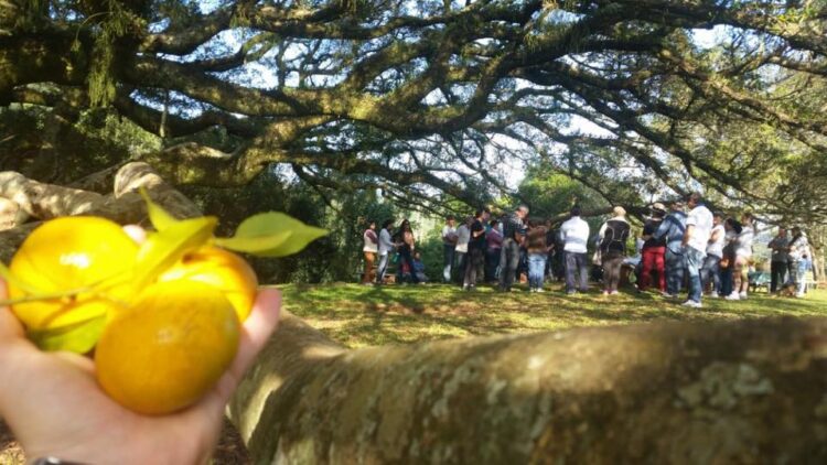 Bergamoteando de Inverno apresenta projeto “Colhe e Pague” em Venâncio Aires