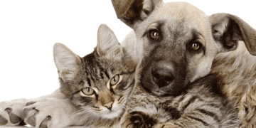 Brechocão estimula a proteção dos animais e evita o descarte inadequado de materiais