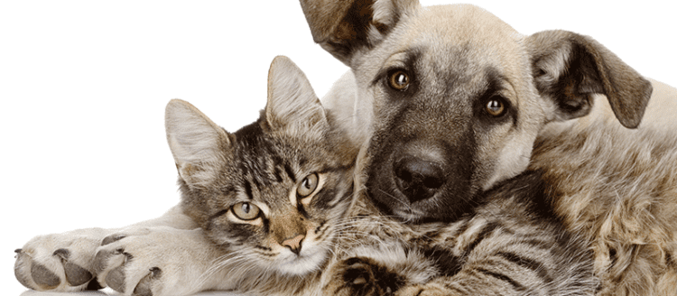 Brechocão estimula a proteção dos animais e evita o descarte inadequado de materiais