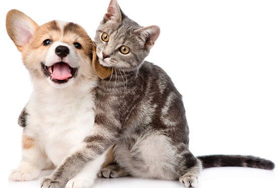 Programa Bem-estar animal recebe mais de 400 inscrições para castração
