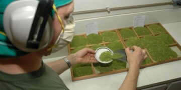 Inicia em Ilópolis o primeiro Curso de Boas Práticas de Fabricação de Erva-Mate e Derivados