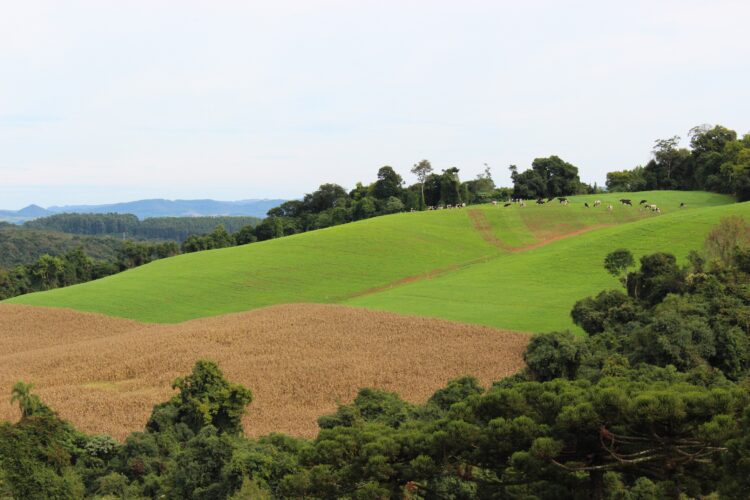 Dália e Emater/RS-Ascar organizam Tarde de Campo em Dois Lajeados