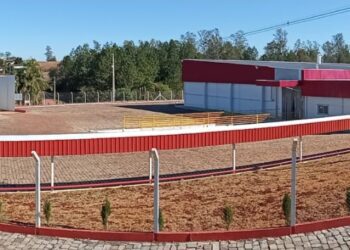 Incubatório Dália atinge incubação de 175 mil pintinhos por semana