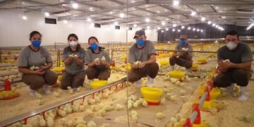 Condomínio Venâncio Aires recebe lotes de pintinhos