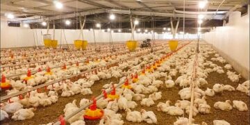 Dália abaterá primeiro lote de frangos alojados em condomínio de associados