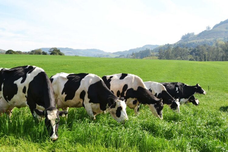 Declaração do rebanho e pagamento do milho troca-troca terminam no fim do mês