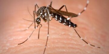Rio Grande do Sul confirma os primeiros casos de dengue de 2017