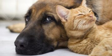 Bingo Beneficente em prol dos pets necessitados será no próximo sábado