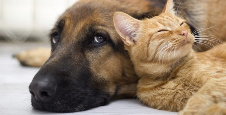Bingo Beneficente em prol dos pets necessitados será no próximo sábado