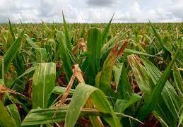 Homologado Decreto de Situação de Emergência