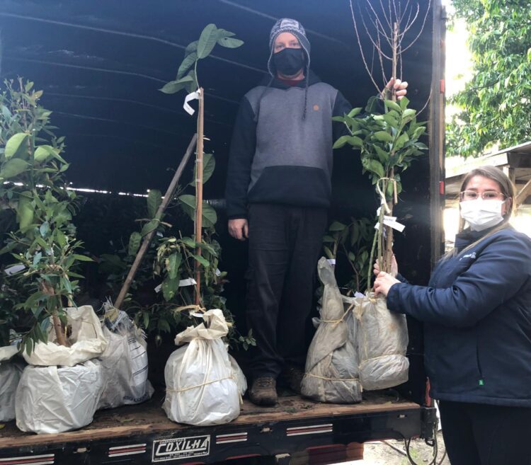Emater de Taquari entrega mudas da campanha Pomar Doméstico