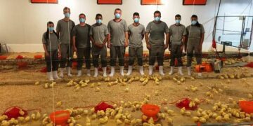 Matrizeiro ASA aloja segundo lote de aves para recria
