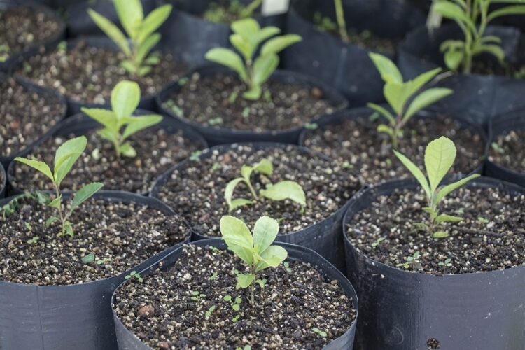 PPGSAS e PPGBiotec têm pesquisa para favorecer a produção de mudas de erva-mate