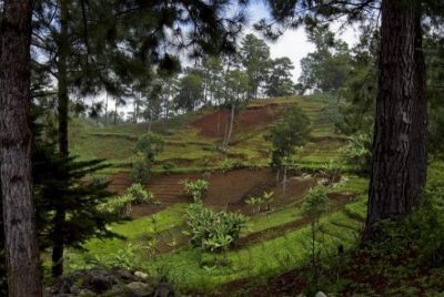 Segundo a FAO, a qualidade biológica dos solos é fundamental para o equilíbrio ecológico e uma agricultura sustentável (Foto: ONU/Logan Abassi)