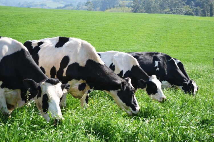 Produtores devem vacinar rebanho contra aftosa até o dia 30