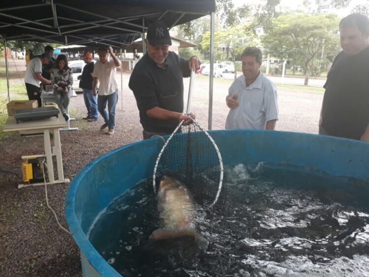 Primeira Feira do Peixe Vivo de 2019 ocorre nesta sexta-feira em Lajeado