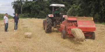 Cruzeirense produz 15 mil fardos de feno por ano