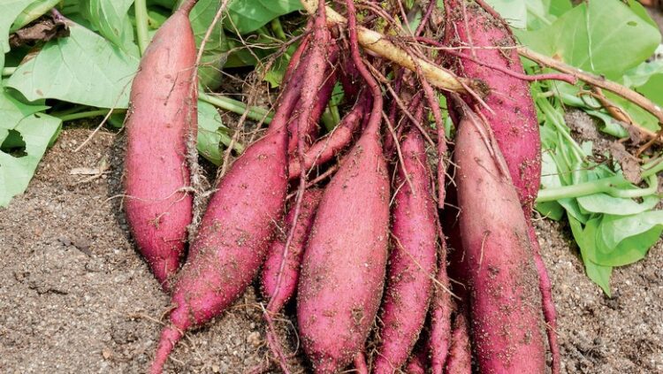 Emater abre pedido de mudas de batata doce e cebola e sementes de batatinha