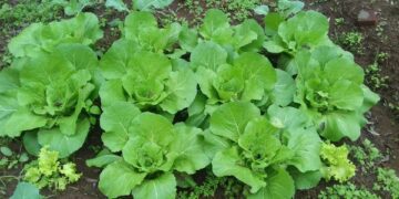 Escolas realizam plantio de chás e hortaliças em Cruzeiro do Sul