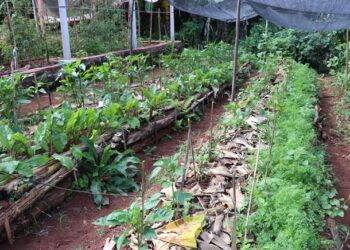 Casal inova com a produção orgânica na Boa Esperança