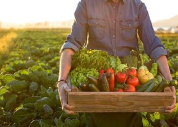 APL Alimentos e Bebidas VT é oficialmente reconhecido pelo Governo do Estado