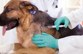 Vacinação contra a raiva canina inicia dia 29