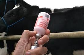 Prorrogada a Vacinação da Febre Aftosa