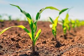 Boletos para pagamento do milho Safrinha estão a disposição na Secretaria