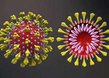 Anticorpo que neutraliza o novo coronavírus é identificado por cientistas em testes de laboratório