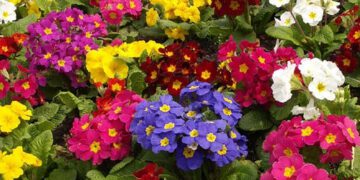 “Meu Jardim Mais Bonito” será escolhido em outubro