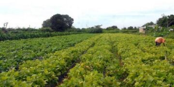 IBGE mantém estimativa de safra 14% maior em 2017