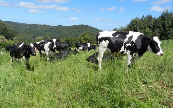 Pesquisa relaciona produtividade leiteira e consumo de água