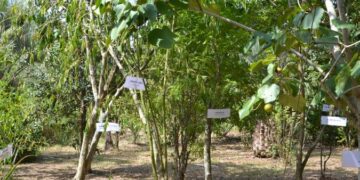 Aberto o prazo para encomendas do Pomar Doméstico 2021