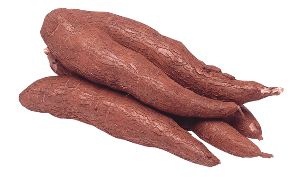 Entidades promovem palestra sobre bacteriose da mandioca