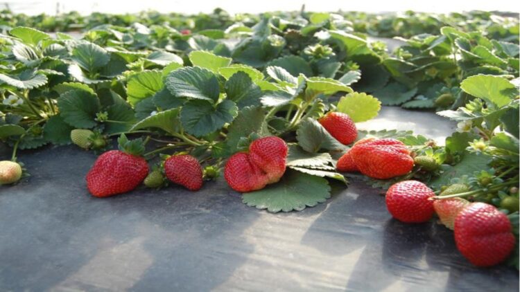 Emater promove tarde de campo sobre produção sustentável de Morango Orgânico
