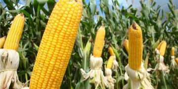 Prazo para encomenda de semente de milho safrinha iniciou nesta segunda-feira em Lajeado