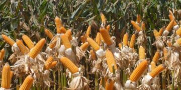 Produção de soja e milho bate recorde em 2015