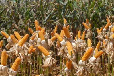 A produção de milho cresceu 14,5% no país em 2015, chegando a 85,3 milhões de toneladas (Foto: Arquivo/Agência Brasil)
