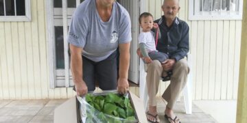 Produtores de Roca Sales recebem mudas de batata-doce