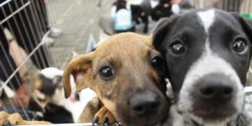 Chamamento Público para castração animal